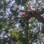 Begini Kronologi Kucing Terjebak Di Atas Pohon 5 Hari Petugas Damkar Nganjuk Evakuasi