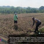 Desa Tambibendo – Kediri Jaga Eksistensi Lewat Ketahanan Pangan, Peran Pemdes Jadi Kunci Utama Desa Tambibendo – Kediri Jaga Eksistensi Lewat Ketahanan Pangan, Peran Pemdes Jadi Kunci Utama